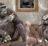 Выбираем уголь для кальяна